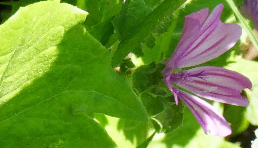 Malva sylvestris (Malvaceae)