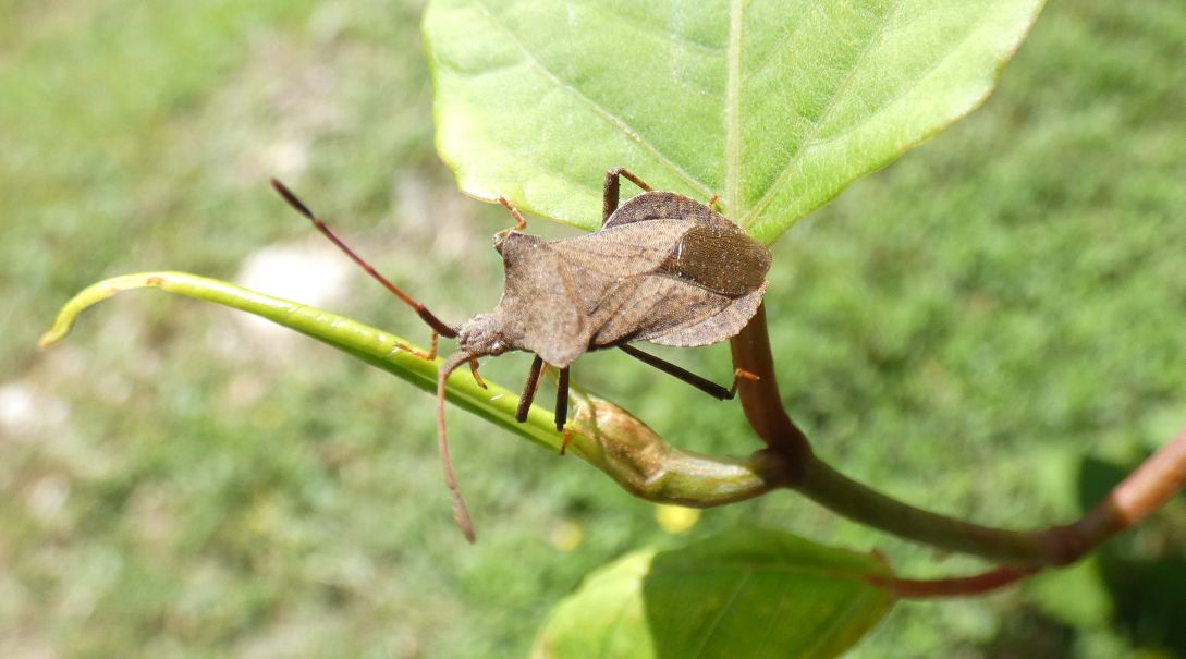 Coreidae: Coreus marginatus