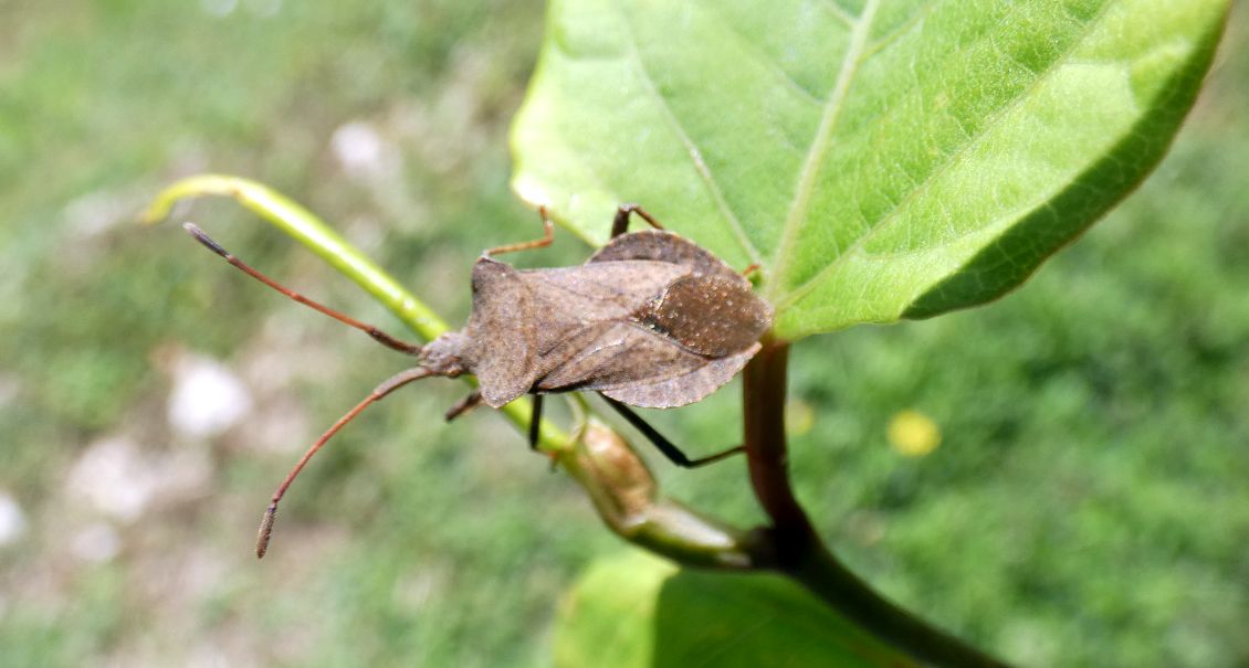 Coreidae: Coreus marginatus