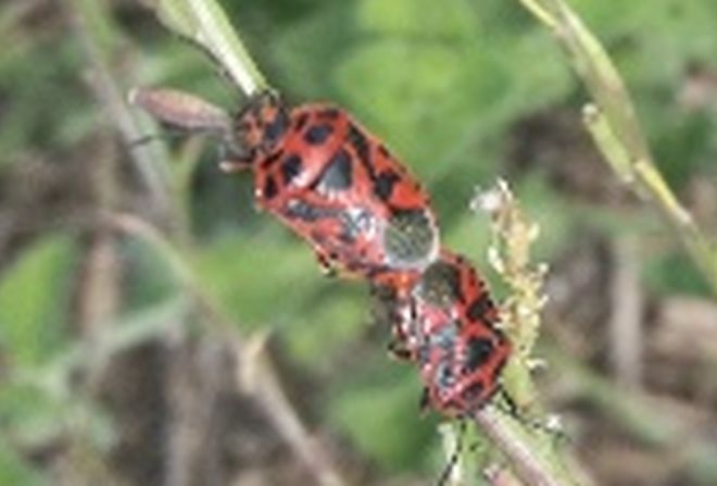 Pentatomidae: Eurydema ornata