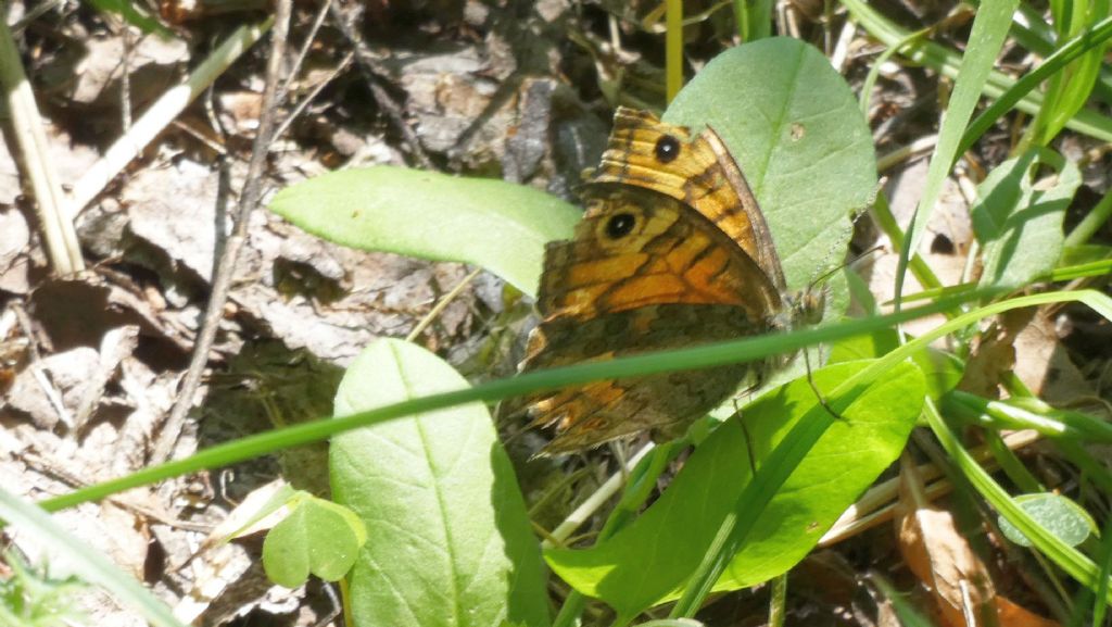 Lasiommata megera alla ricerca di un posto ove deporre