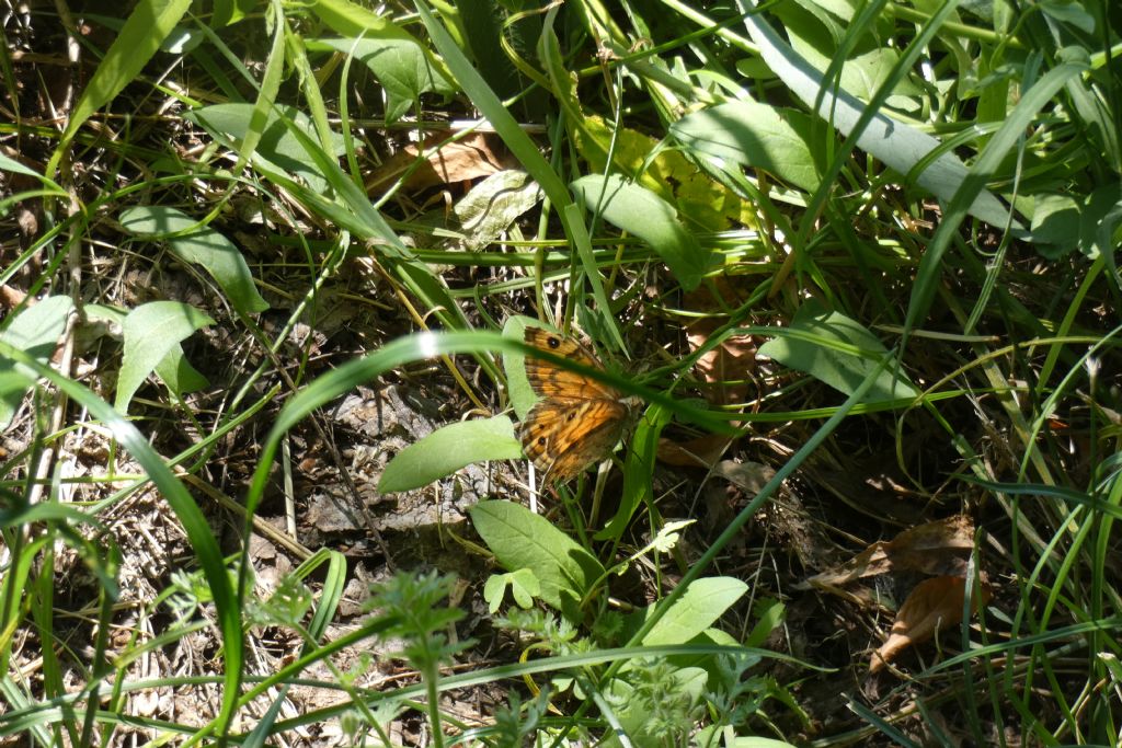 Lasiommata megera alla ricerca di un posto ove deporre