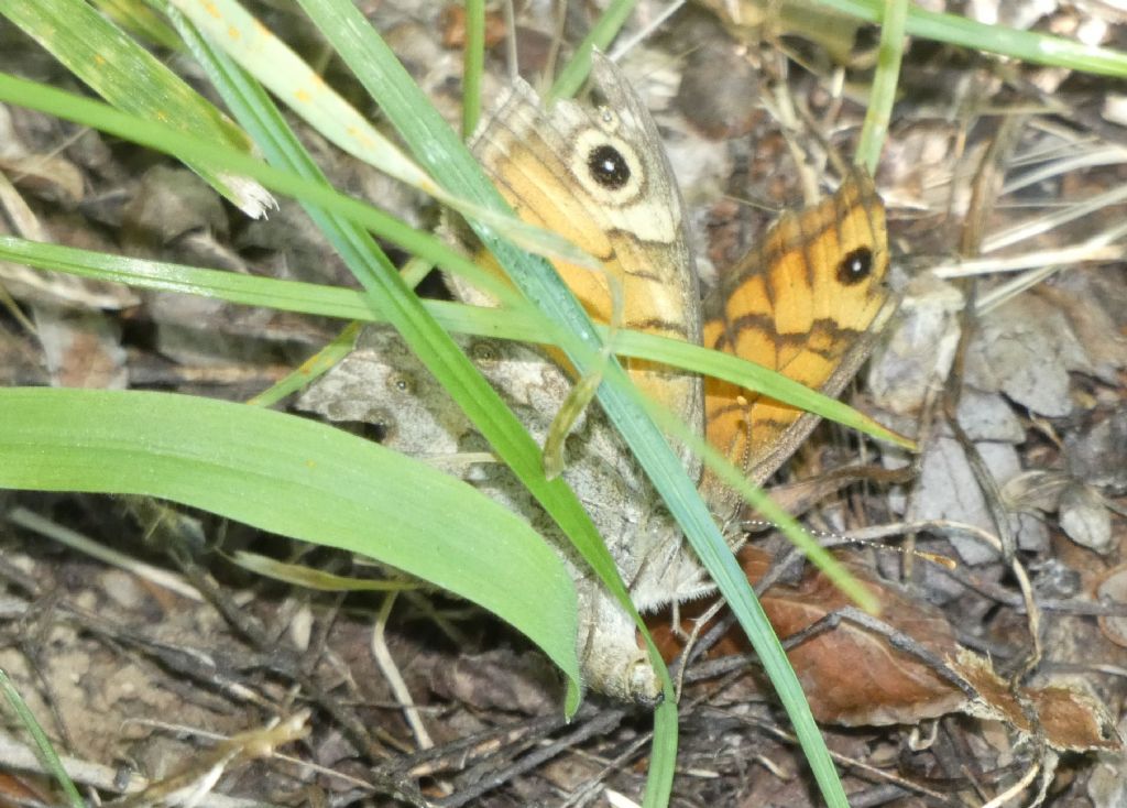 Lasiommata megera alla ricerca di un posto ove deporre