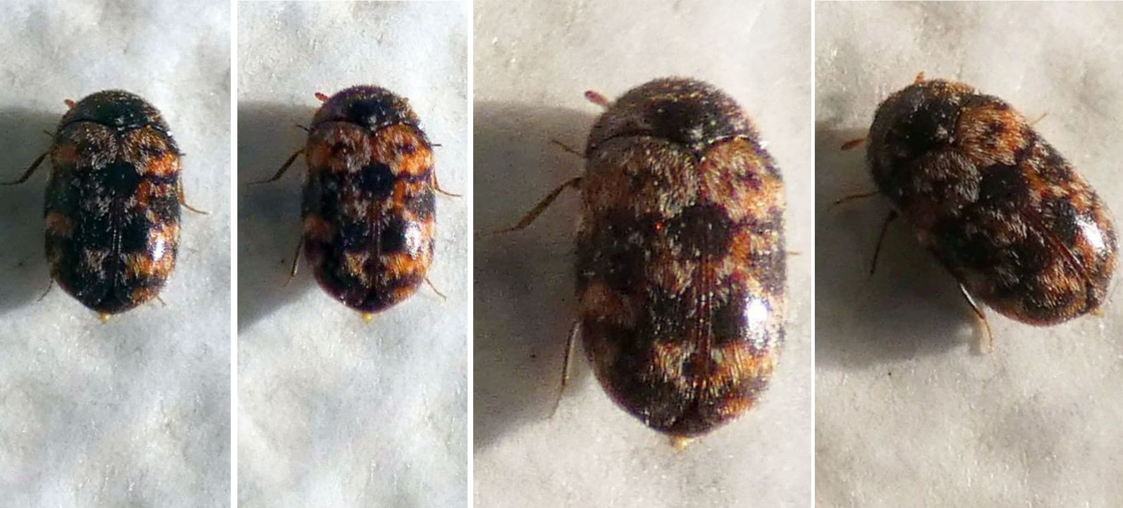 Dermestidae: Trogoderma sp., cfr. T. versicolor