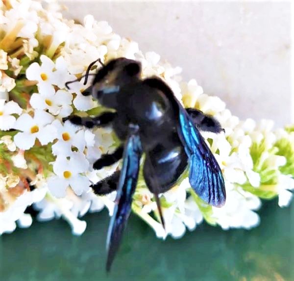 Xylocopa? Quale?... Xylocopa sp.