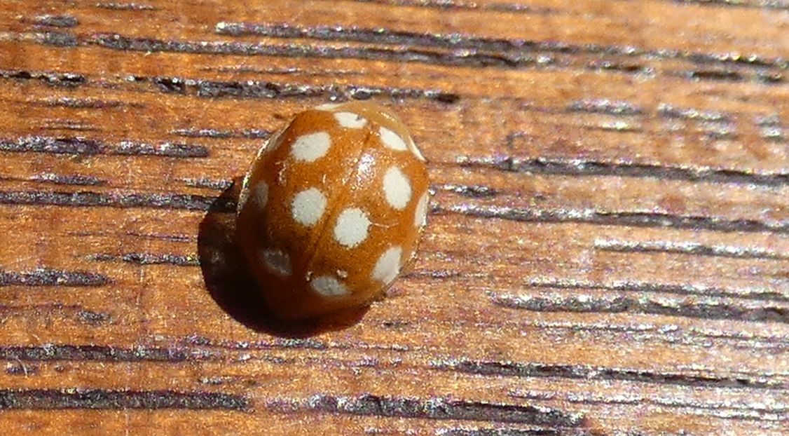 Coccinellidae: Adalia decempunctata?? No, Vibidia duodecimguttata