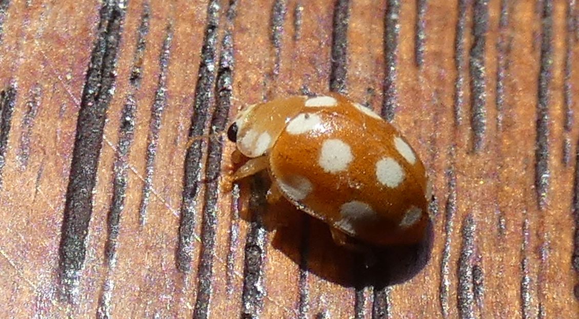 Coccinellidae: Adalia decempunctata?? No, Vibidia duodecimguttata