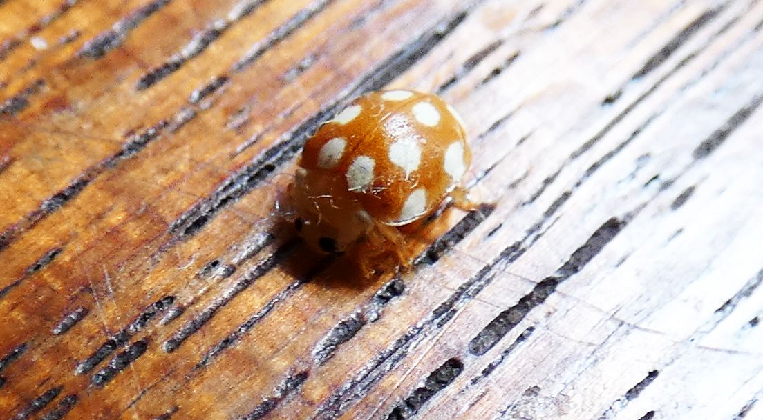 Coccinellidae: Adalia decempunctata?? No, Vibidia duodecimguttata