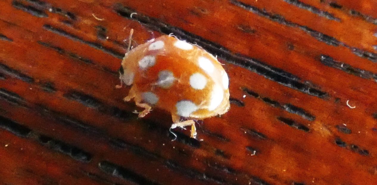 Coccinellidae: Adalia decempunctata?? No, Vibidia duodecimguttata