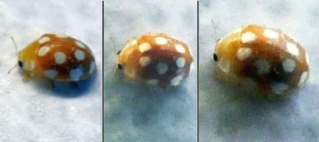 Coccinellidae: Adalia decempunctata?? No, Vibidia duodecimguttata