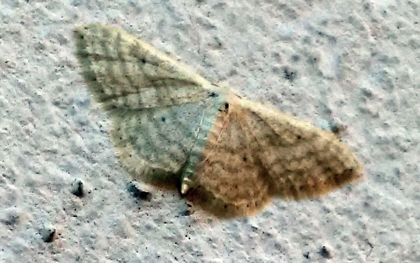 Geomatridae - Idaea seriata ?  No, Idaea subsericeata