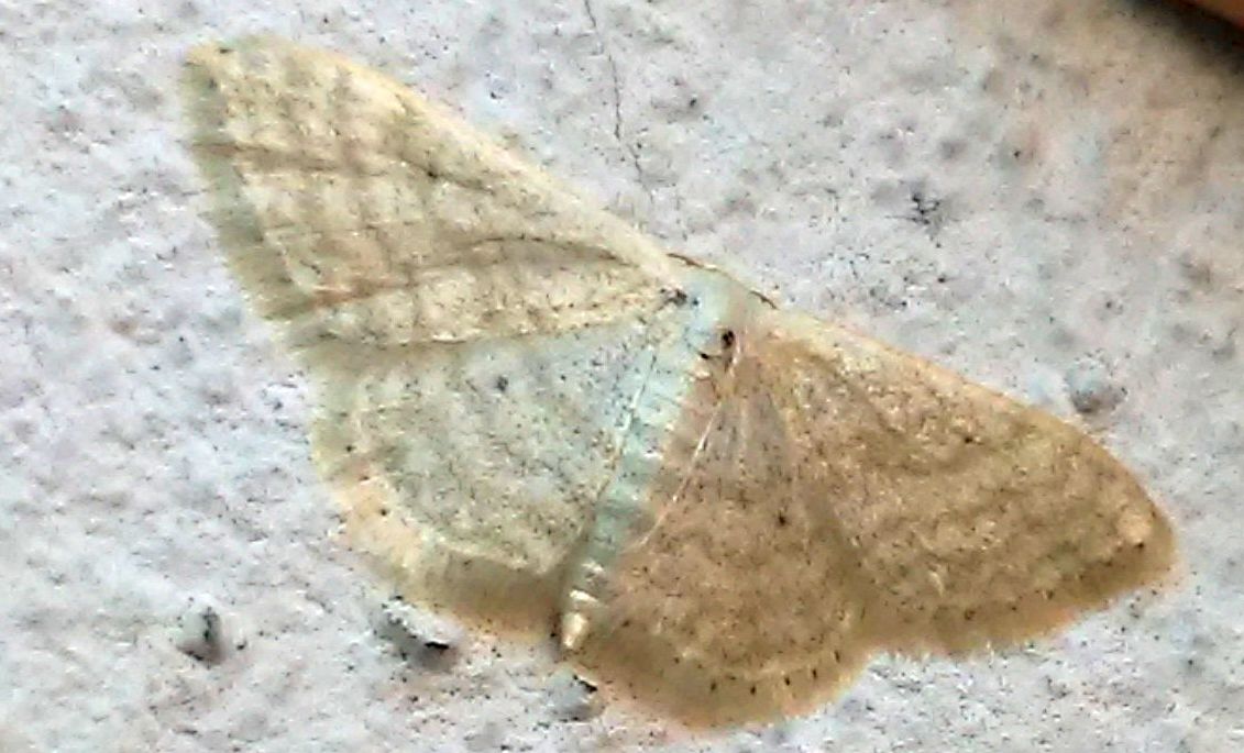 Geomatridae - Idaea seriata ?  No, Idaea subsericeata