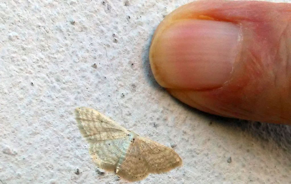 Geomatridae - Idaea seriata ?  No, Idaea subsericeata