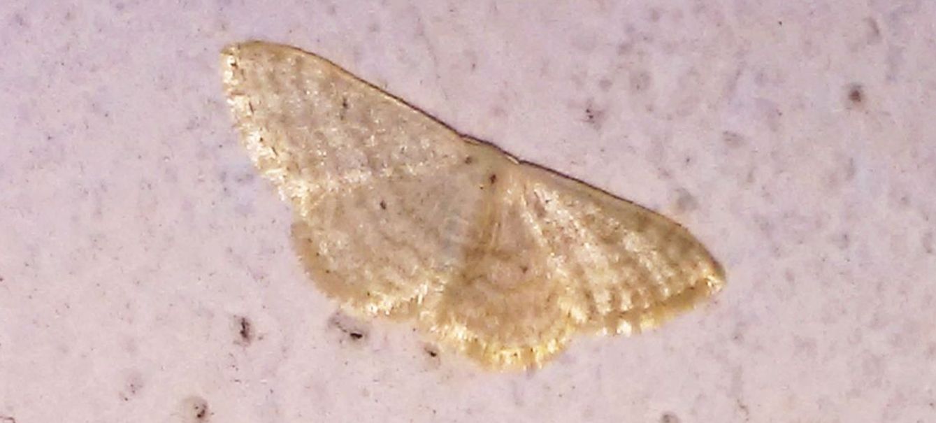 Geomatridae - Idaea seriata ?  No, Idaea subsericeata