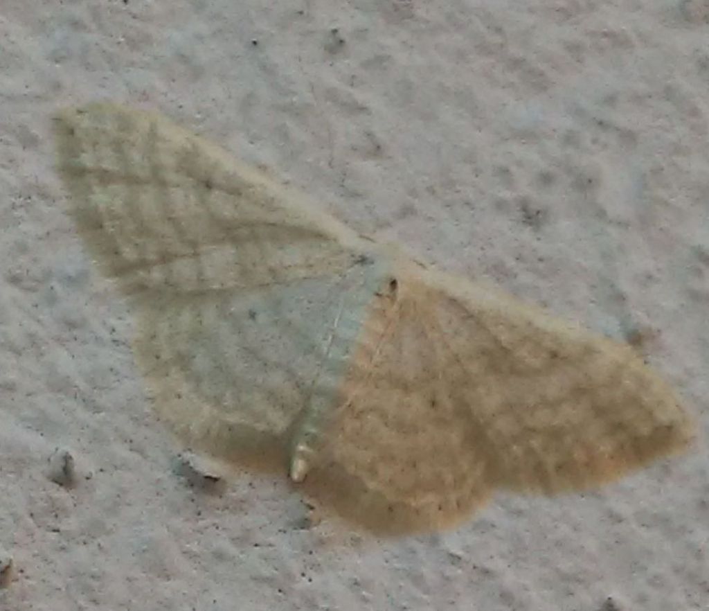 Geomatridae - Idaea seriata ?  No, Idaea subsericeata