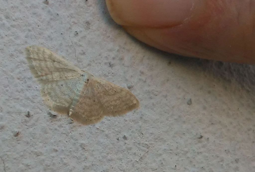 Geomatridae - Idaea seriata ?  No, Idaea subsericeata