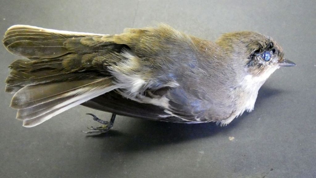 Passeriforme trovato morto: Balia nera (Ficedula hypoleuca), femmina