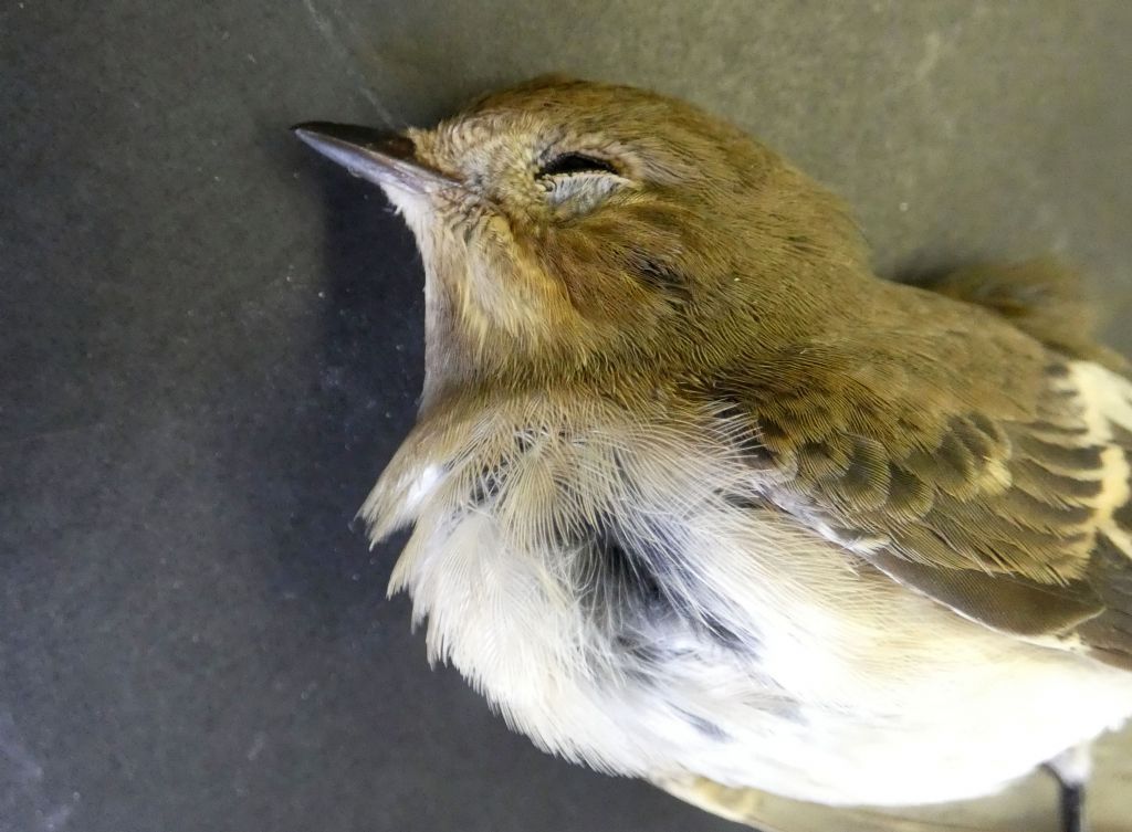 Passeriforme trovato morto: Balia nera (Ficedula hypoleuca), femmina