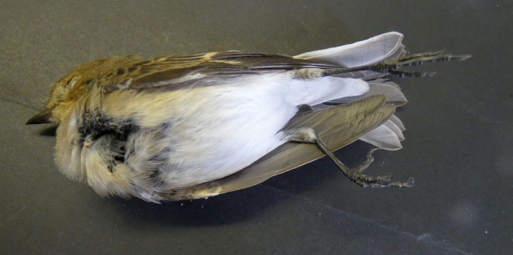 Passeriforme trovato morto: Balia nera (Ficedula hypoleuca), femmina