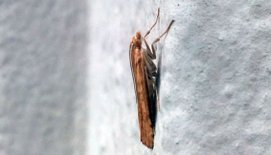 Crambidae:  Nomophila noctuella