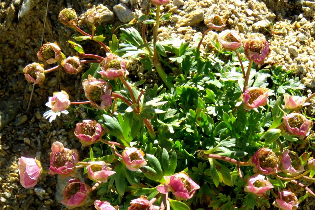 Elleboro? No, Ranunculus glacialis