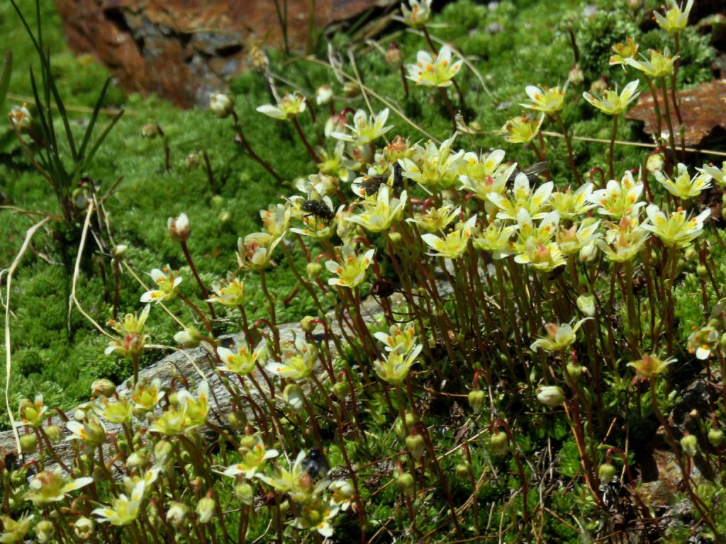 Saxifraga bryoides