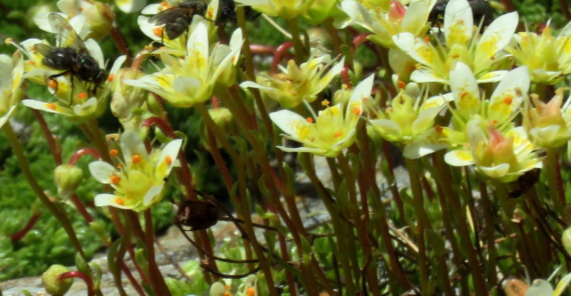 Saxifraga bryoides