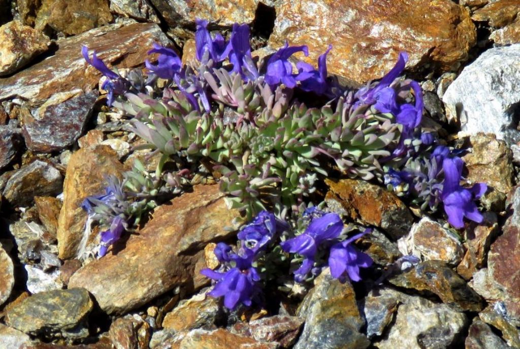 Linaria alpina (Plantaginaceae)