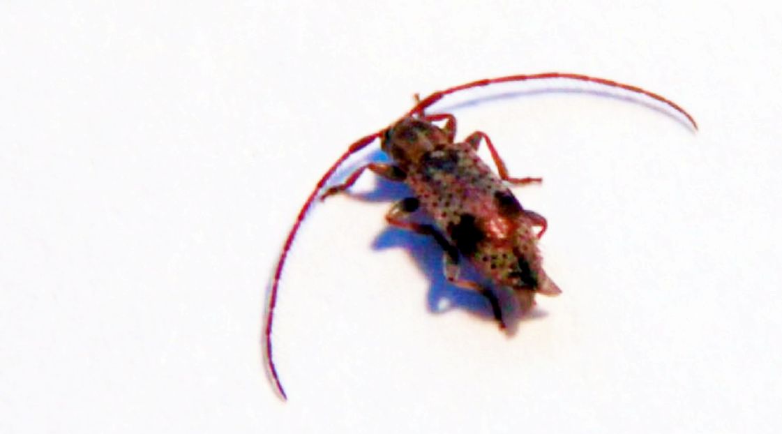 Piccoli Cerambycidae: Exocentrus punctipennis