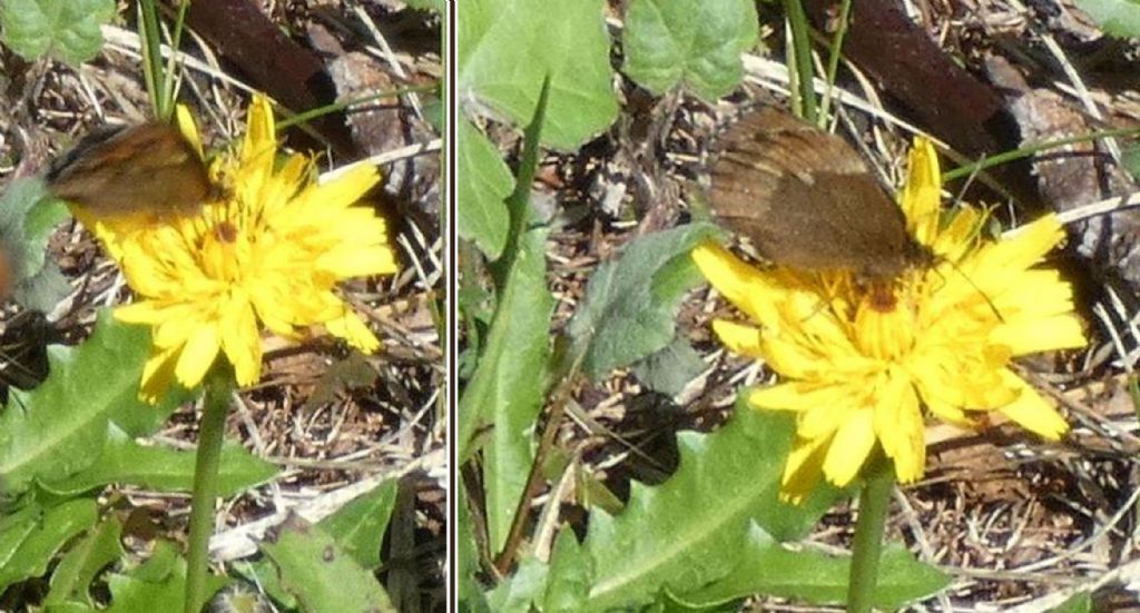 Erebia euryale femmina