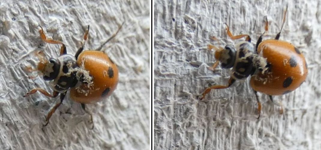 Coccinellidae da id: Hippodamia variegata