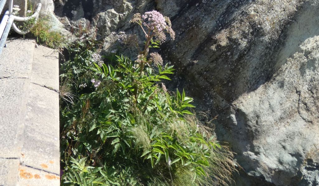 Apiaceae: Angelica sylvestris