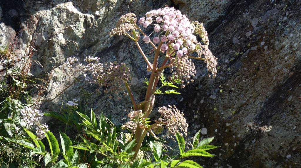 Apiaceae: Angelica sylvestris