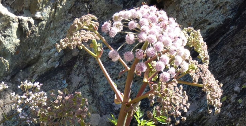 Apiaceae: Angelica sylvestris