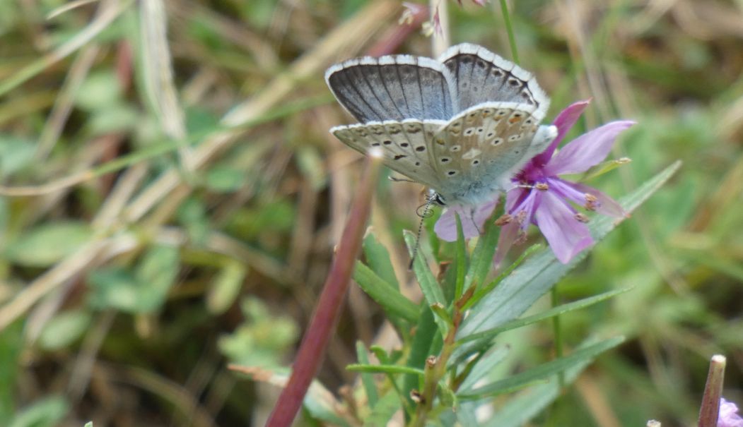 Lycaenidae: Lysandra coridon