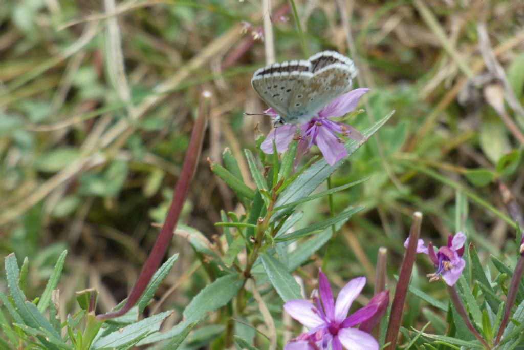 Lycaenidae: Lysandra coridon