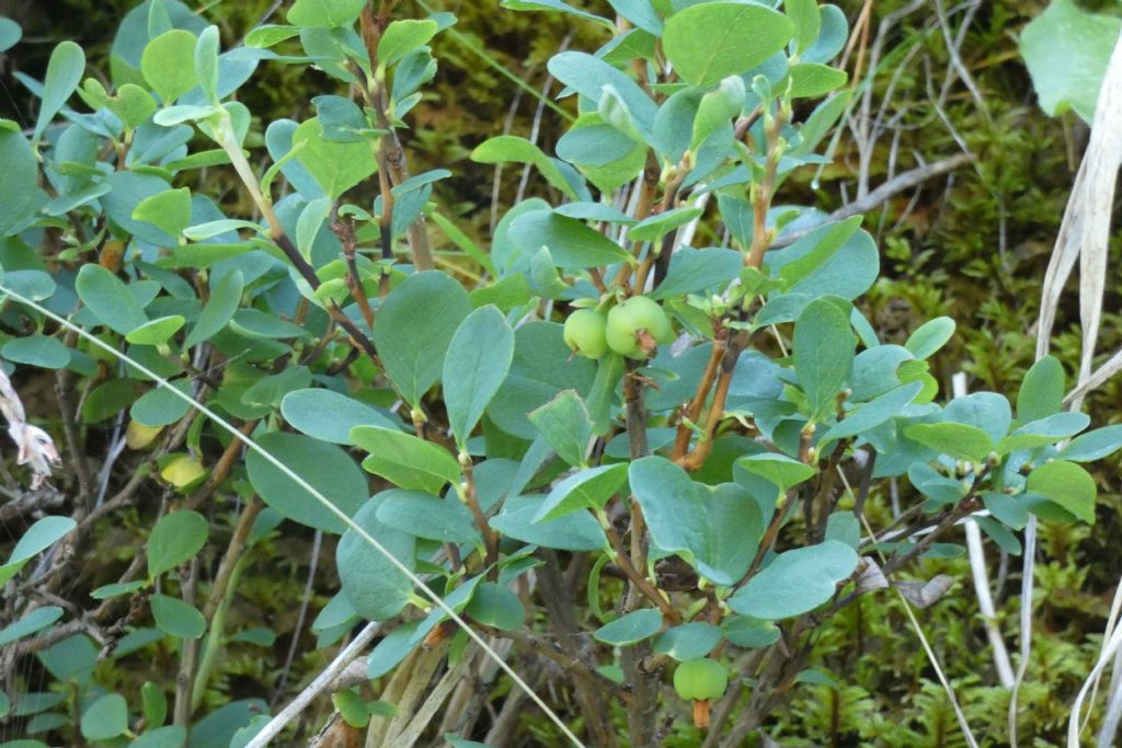 Quale mirtillo?  Mirtillo blu / Vaccinium uliginosum (Ericaceae)