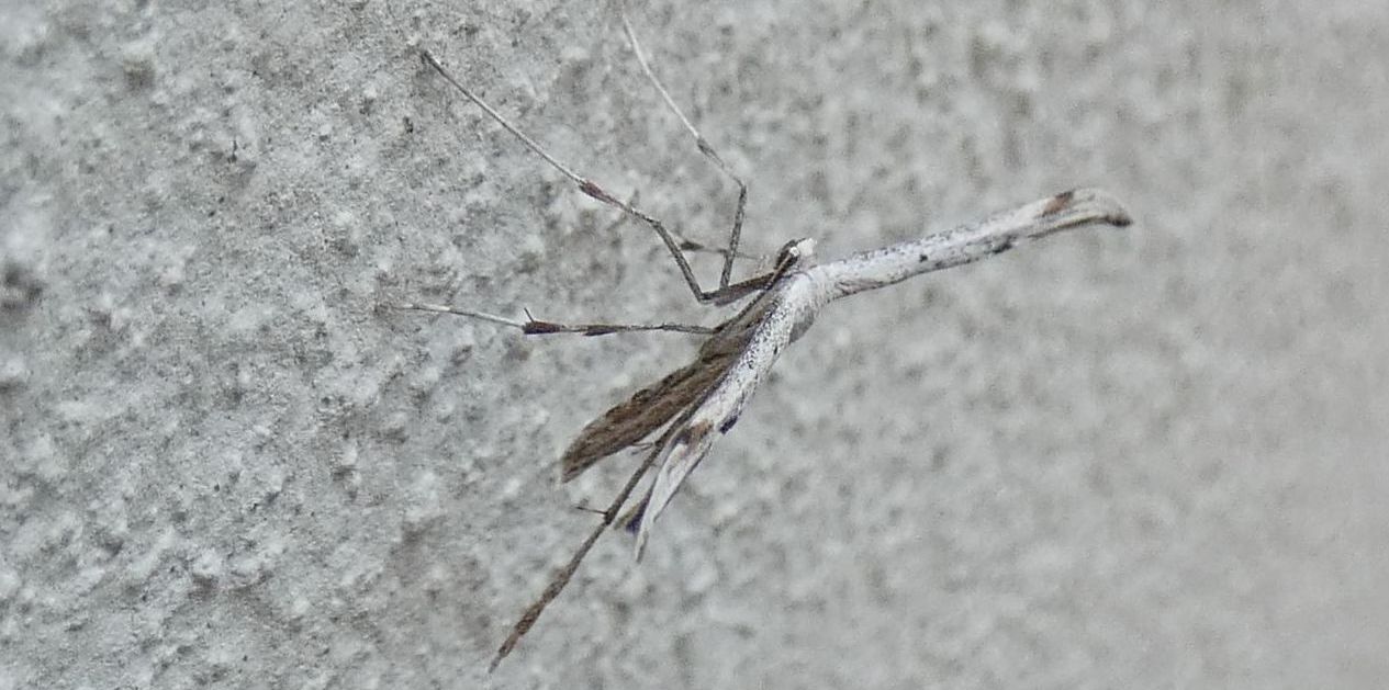 Pterophoridae: Emmelina monodactyla