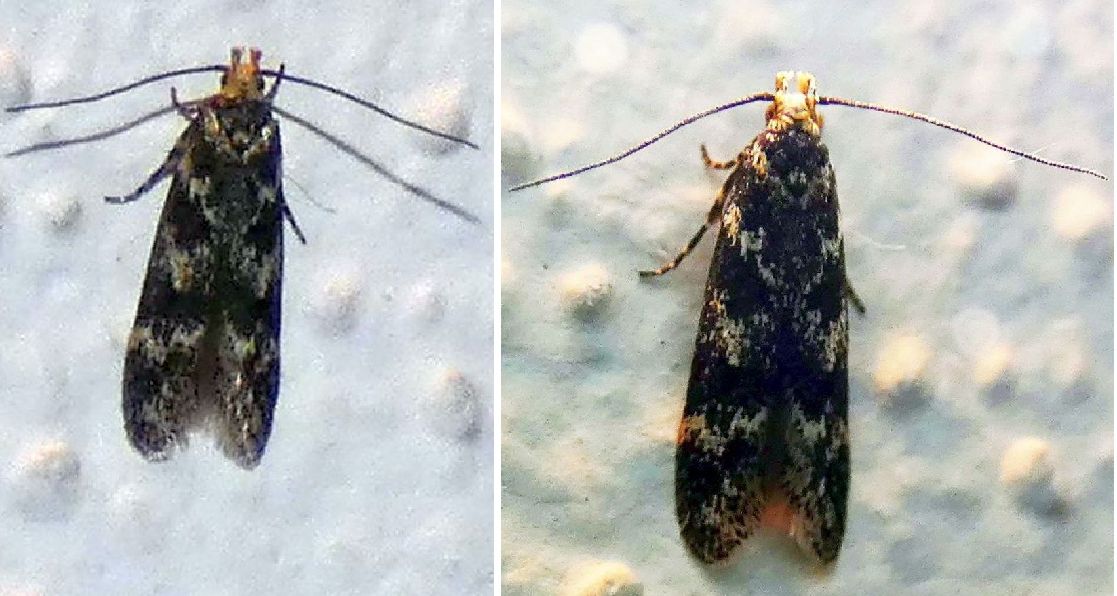 Gelechiidae: cfr. Bryotropha italica e Prolita solutella