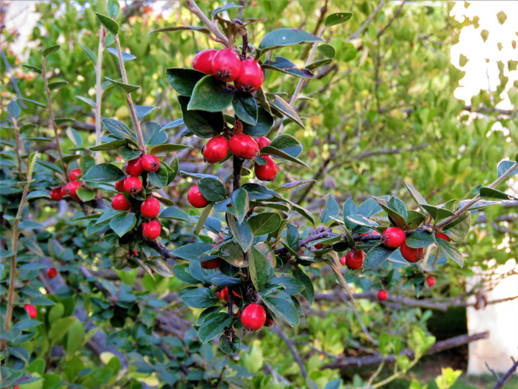 Cotoneaster sp.?  S