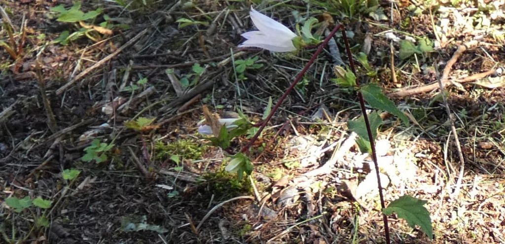 Campanula bianca:  Campanula trachelium