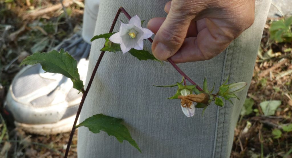 Campanula bianca:  Campanula trachelium