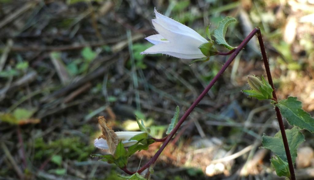 Campanula bianca:  Campanula trachelium