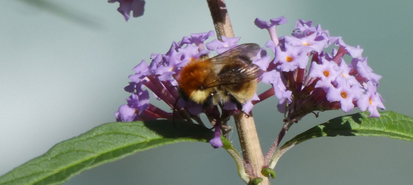 Bombus sp.  (B. pascuorum o B. humilis)