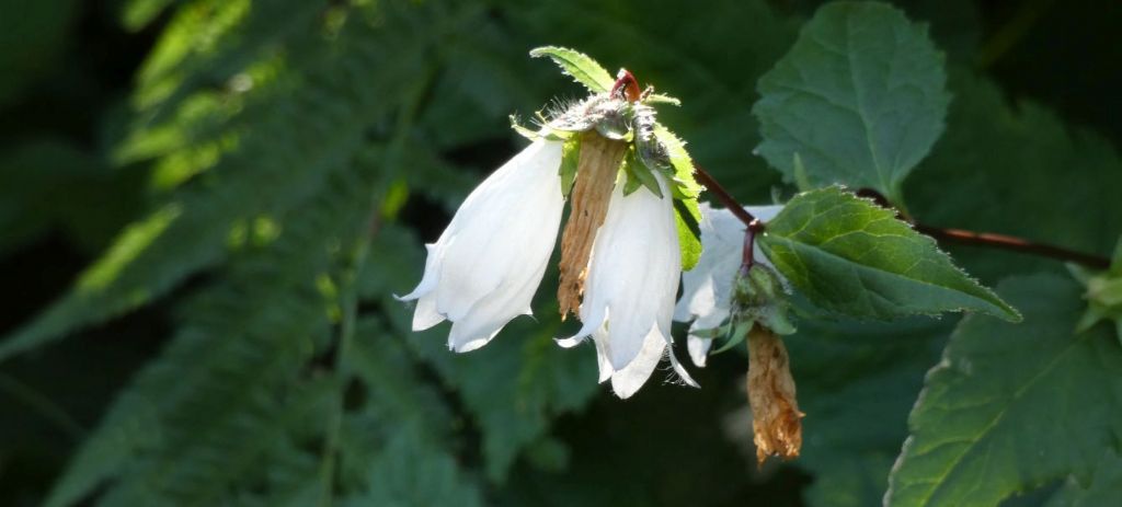 Campanula bianca:  Campanula trachelium