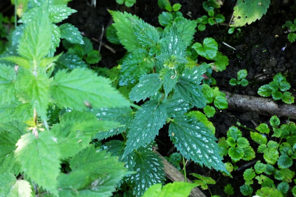 Ortica macchiata   No, Lamium galeobdolon (subsp. argentatum o flavidum)