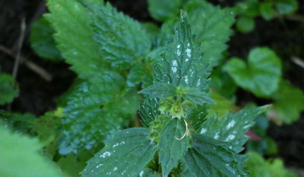 Ortica macchiata   No, Lamium galeobdolon (subsp. argentatum o flavidum)