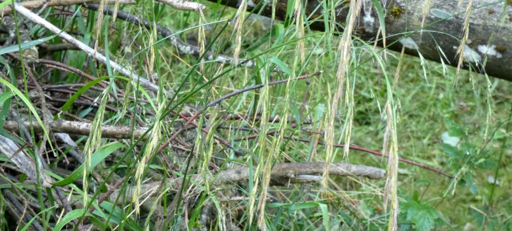 Poaceae: Lolium giganteum