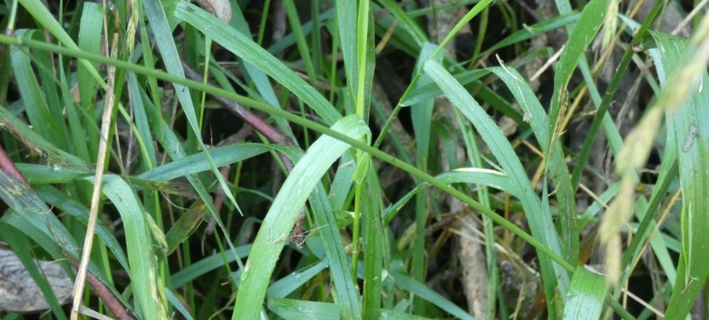 Poaceae: Lolium giganteum