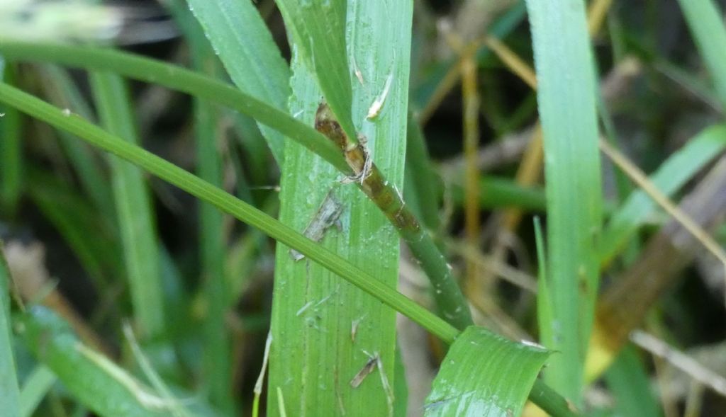 Poaceae: Lolium giganteum